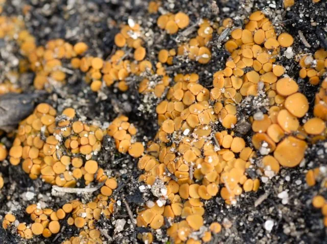 Anthracobia melaloma (Cup Fungus) after a fire.